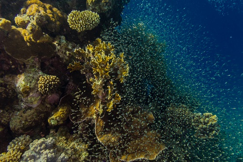 Kiwi Reef | Akaba, Jordanien, Rotes Meer